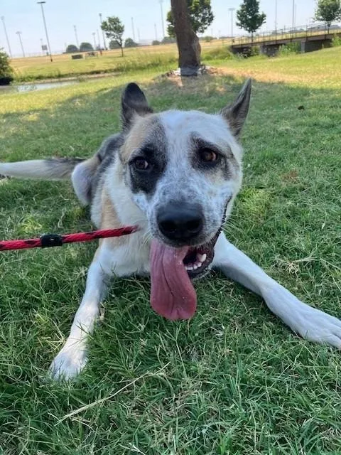A young medium-sized female Mixed Breed dog named Oreo for adoption in Mustang, OK