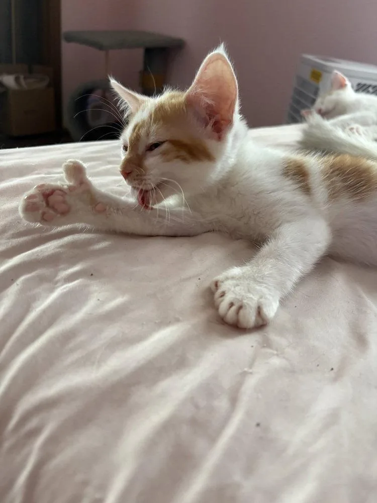 A baby small-sized male Orange & White Domestic Short Hair cat named Oakley for adoption in O'Fallon, MO