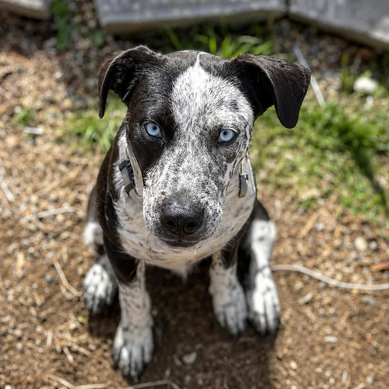 A young medium-sized male Gray / Blue / Silver Catahoula Leopard Dog dog named Arlo for adoption in Houston, TX