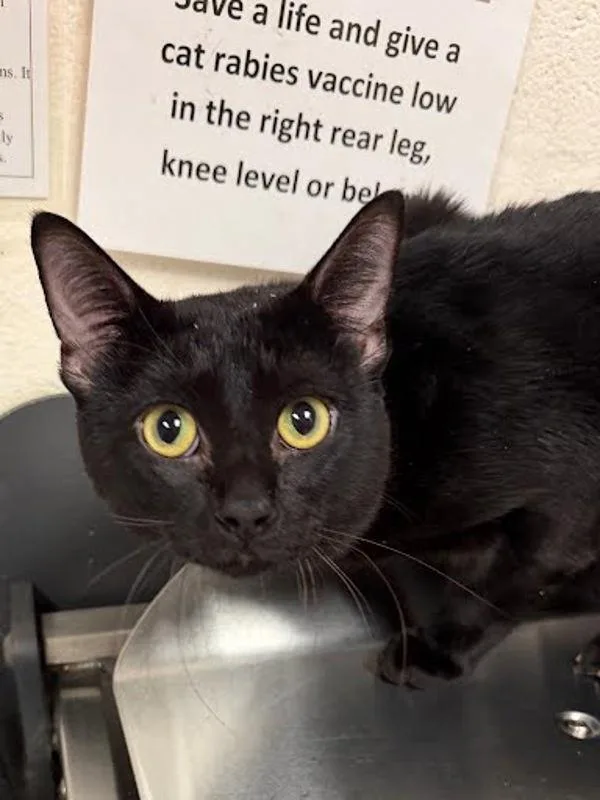 An adult small-sized male Domestic Short Hair cat named Felix for adoption in Austin, TX