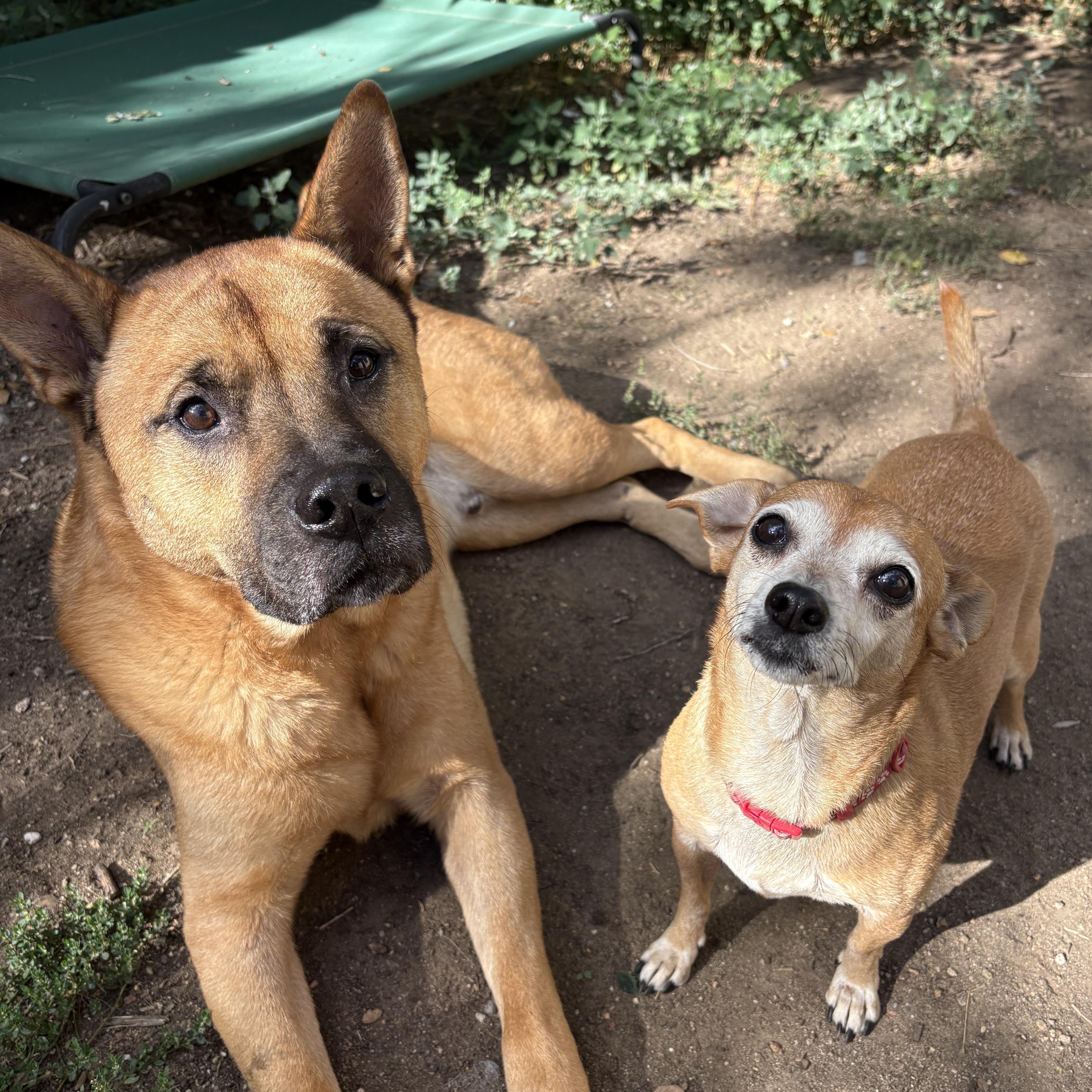 A senior small-sized female Chihuahua dog named Oatmeal in Colorado for adoption in Cumberland, ME