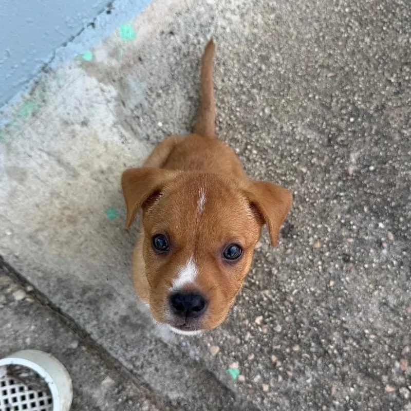 A baby medium-sized male Labrador Retriever dog named Mr. Newton  The for adoption in Carolina, PR