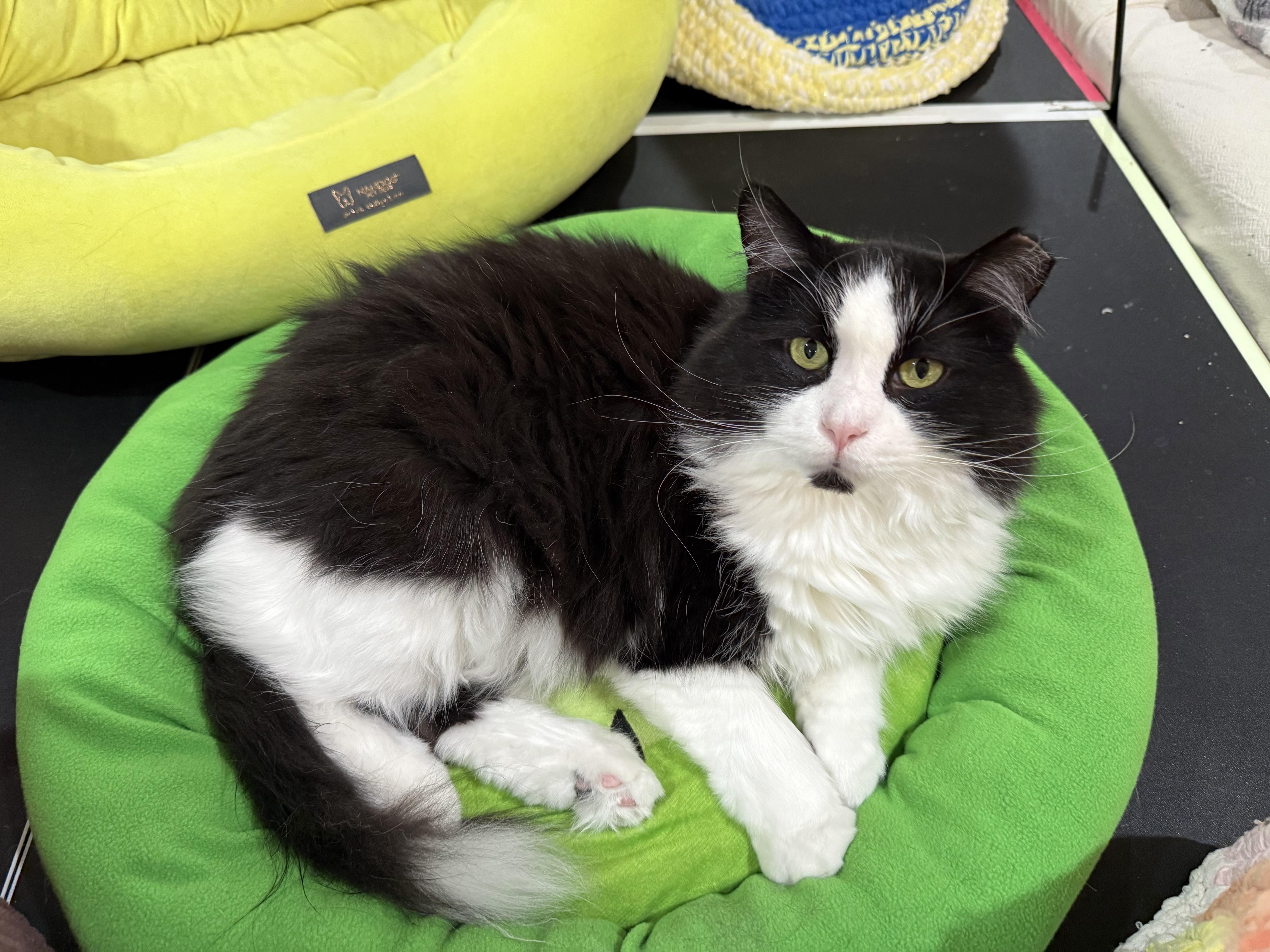 An adult large-sized male Black Domestic Long Hair cat named Max for adoption in Reeseville, WI