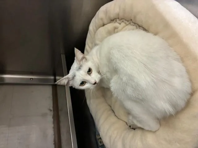 A young small-sized female Domestic Short Hair cat named Marshmallow for adoption in Chula Vista, CA