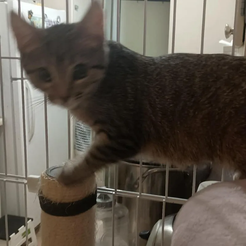 A baby small-sized female Brown / Chocolate Domestic Short Hair cat named Pistachio Shull for adoption in Eagle Mountain, UT
