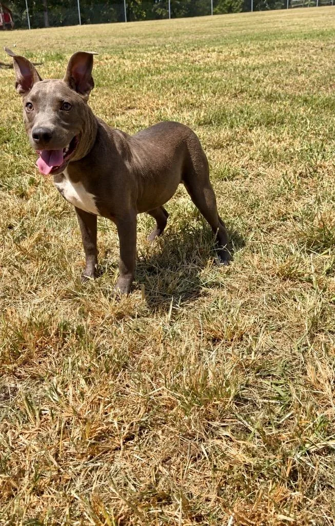 A baby medium-sized male American Staffordshire Terrier dog named Wilson for adoption in Chickamauga , GA