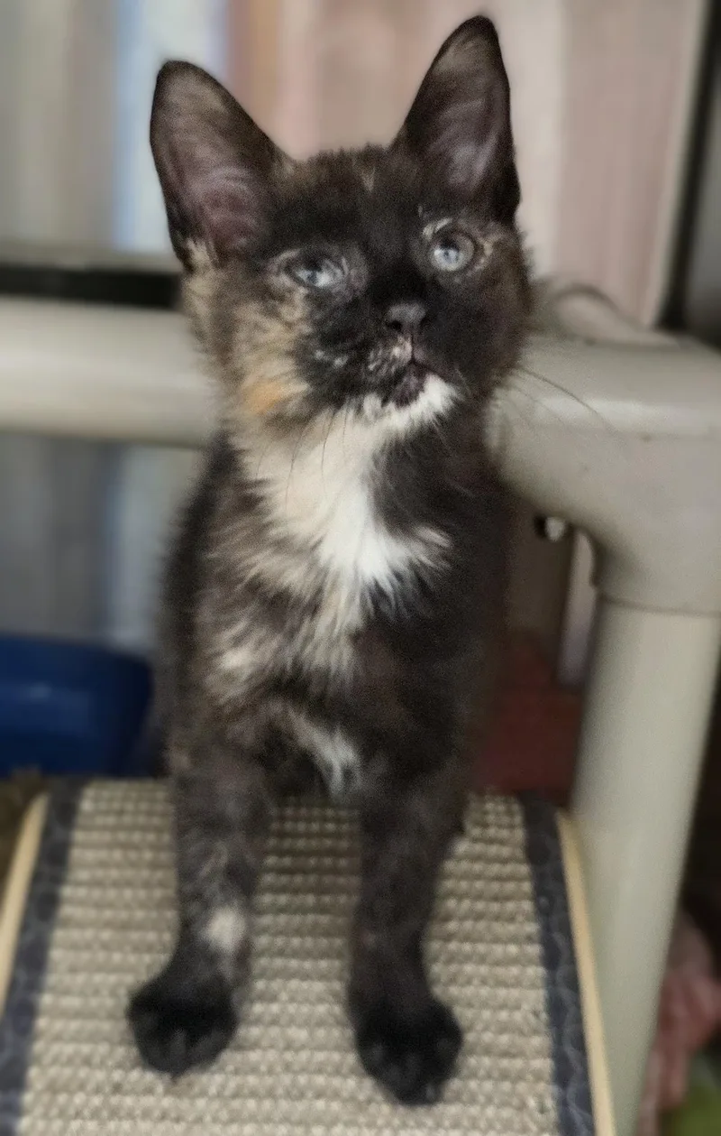 A baby medium-sized female Tortoiseshell Domestic Short Hair cat named Aislyn for adoption in Amityville, NY