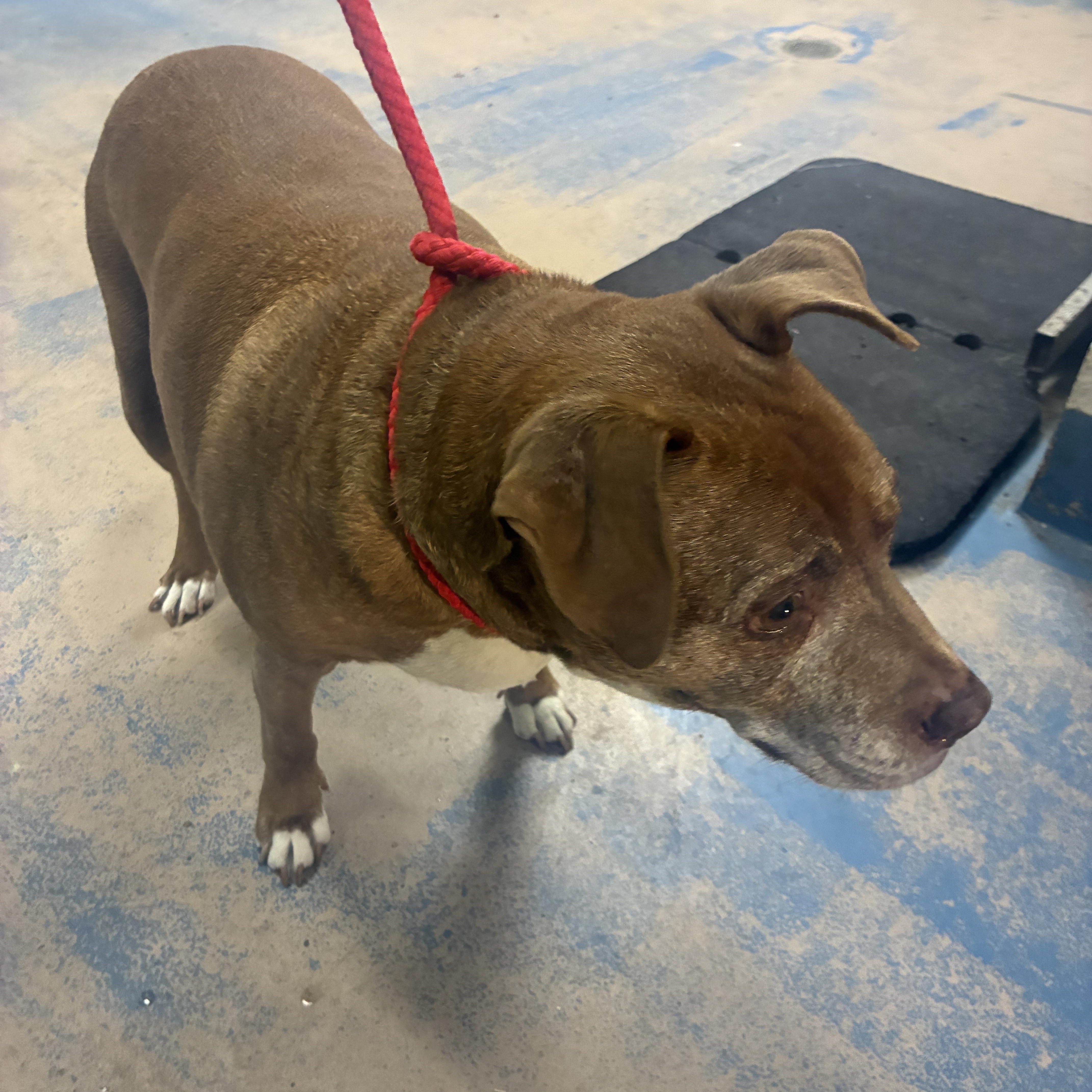 An adult medium-sized male Red / Chestnut / Orange Labrador Retriever dog named Nacho for adoption in Inverness, FL