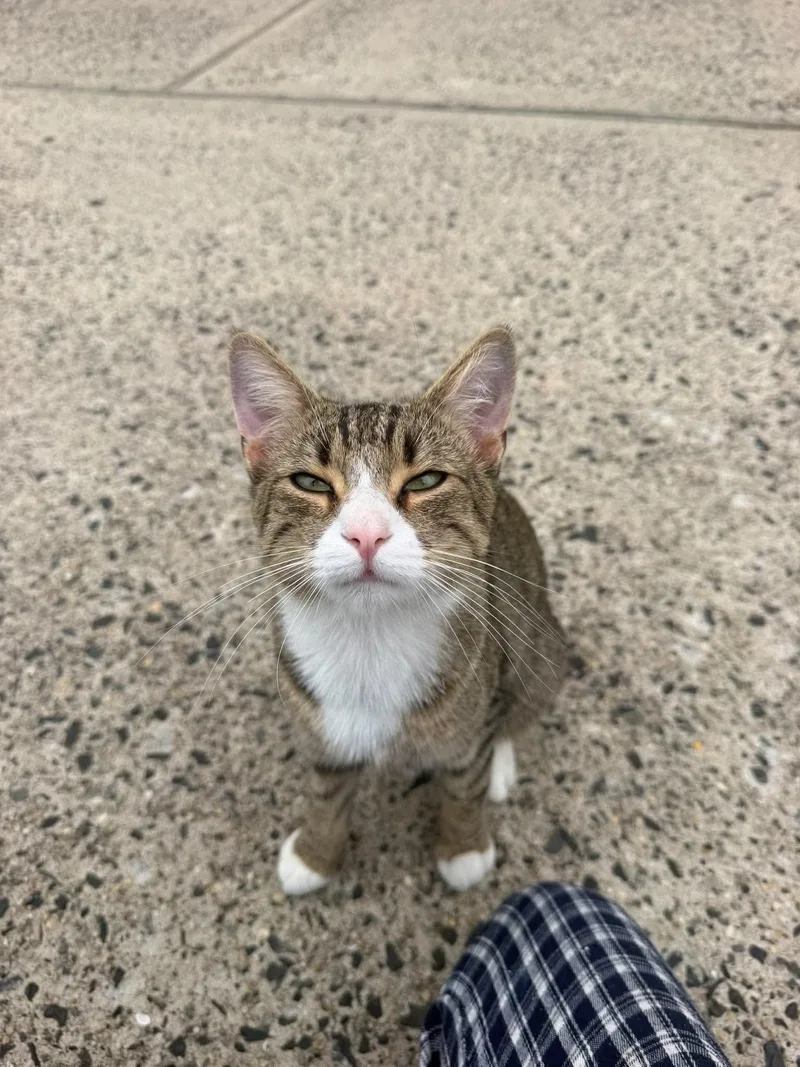 A young medium-sized male Domestic Short Hair cat named Bee for adoption in Bayonne, NJ