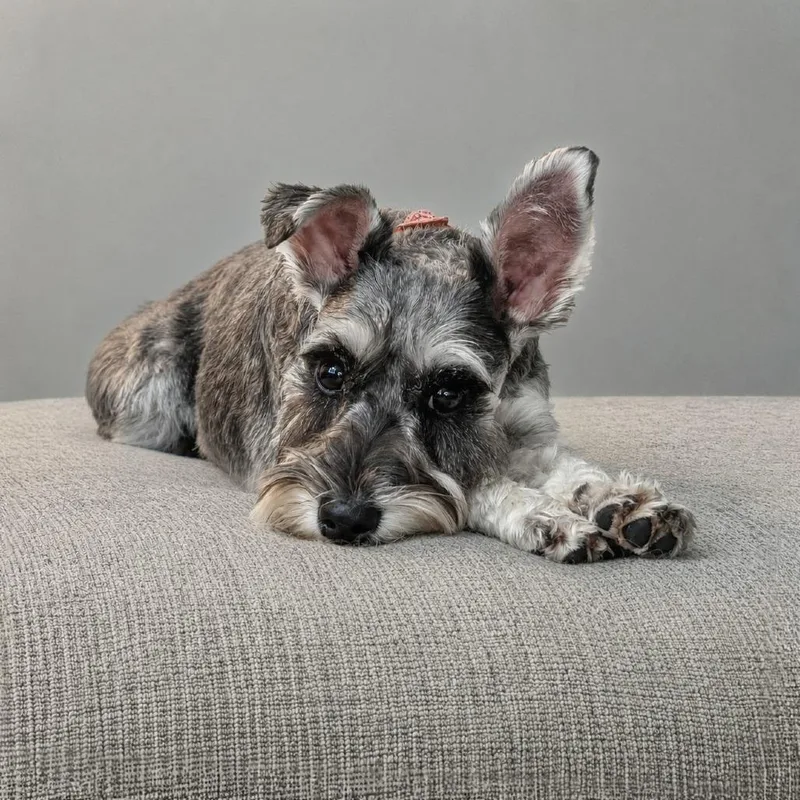 A young small-sized female Black Miniature Schnauzer dog named Ellie for adoption in Alexandria, VA