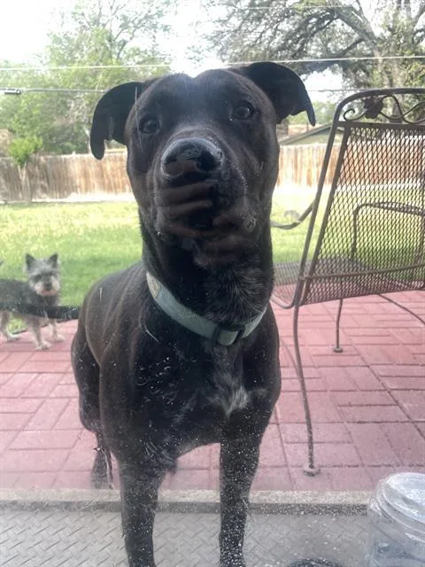 An adult medium-sized male Retriever dog named Mojo Jojo for adoption in San Antonio, TX