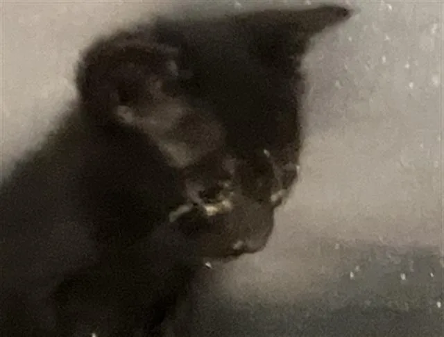 A baby small-sized female Domestic Short Hair cat named Baby for adoption in Dallas, TX