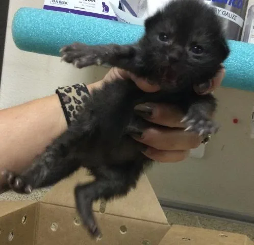 A young small-sized male Domestic Short Hair cat named Abu for adoption in Riverside, CA