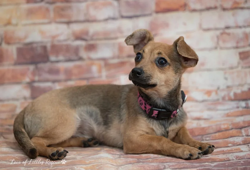 A baby small-sized female Brown / Chocolate Chihuahua dog named Josie for adoption in Heiskell, TN