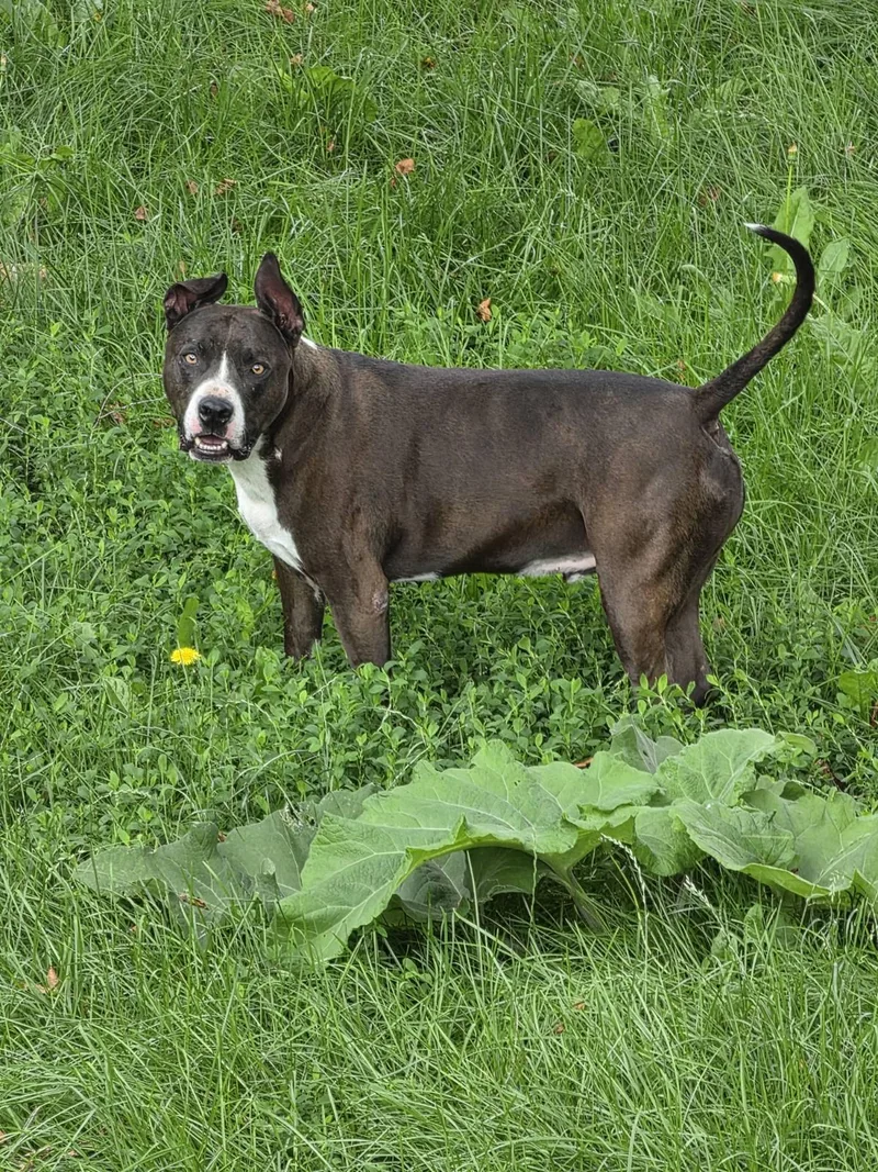 Tyson