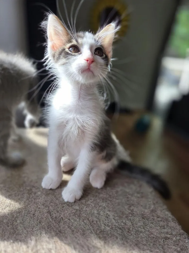 A baby medium-sized male White Domestic Medium Hair cat named Warbler for adoption in Royal Oak, MI