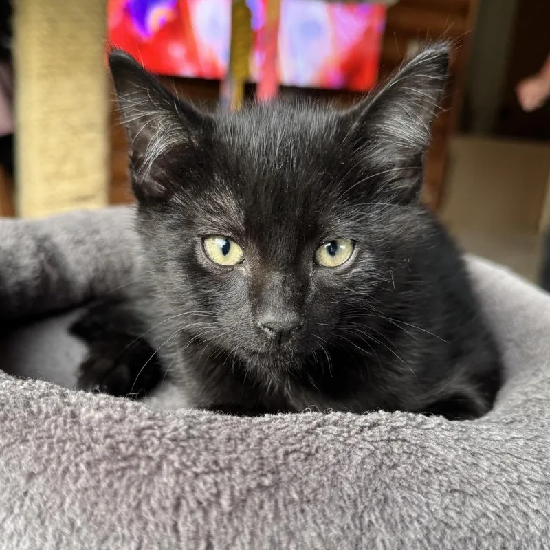 A baby small-sized male Domestic Short Hair cat named Jack for adoption in Kenai, AK