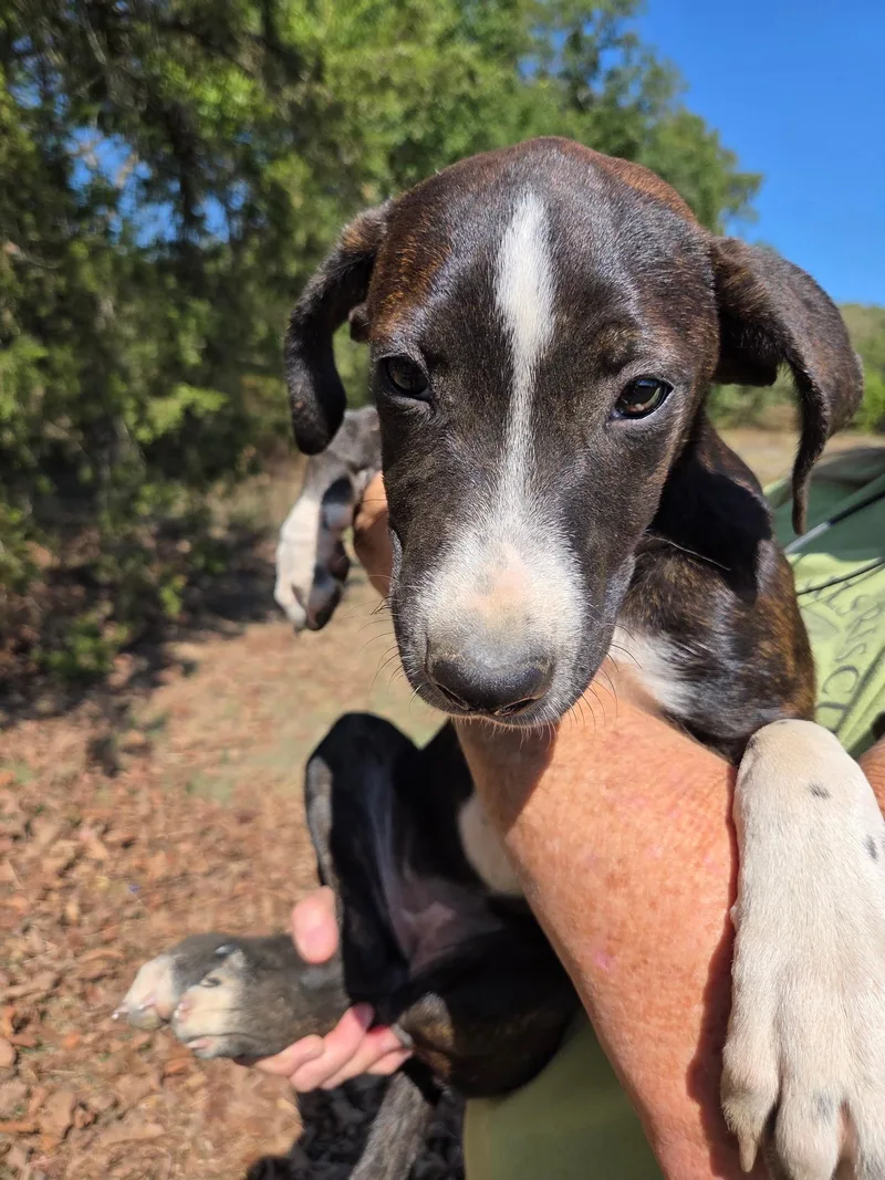 A baby medium-sized female Border Collie dog named Mollie Wollie for adoption in Zimmerman, MN