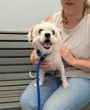 An adult small-sized male Maltese dog named Gus Gus for adoption in Philadelphia, PA