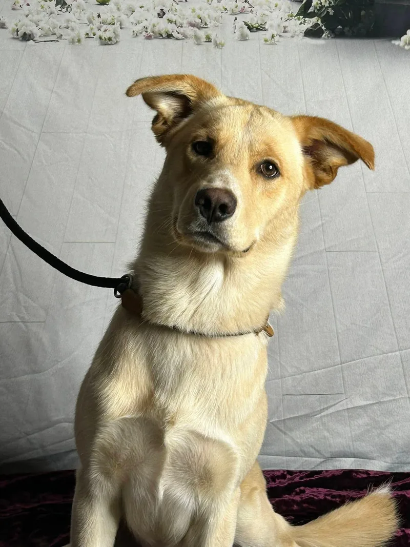 An adult large-sized male Australian Cattle Dog / Blue Heeler dog named Joe for adoption in Bradenton, FL