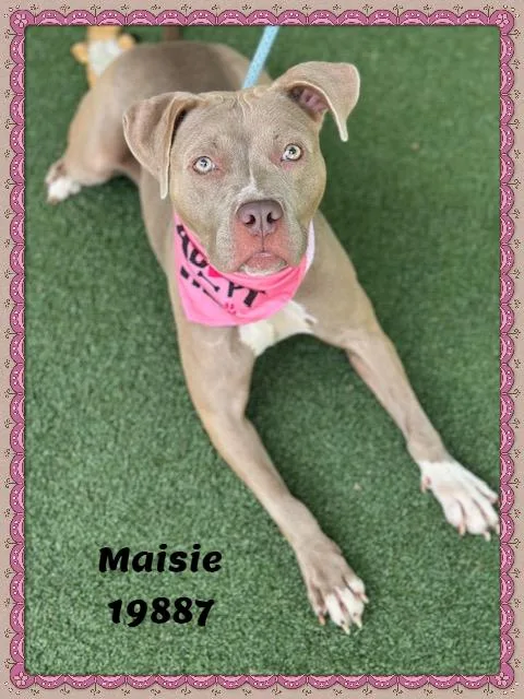 An adult medium-sized female Yellow / Tan / Blond / Fawn American Bully dog named Maisie for adoption in Marietta, GA