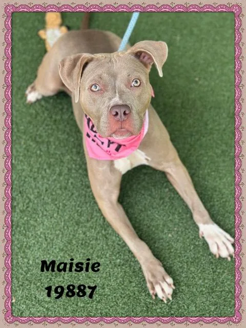 Maisie thumbnail 4