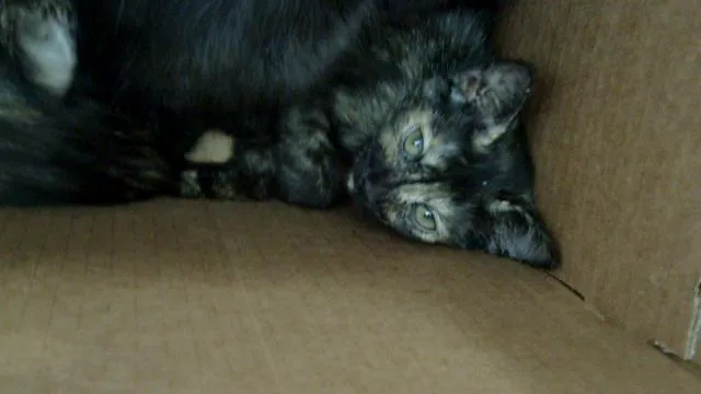 A baby medium-sized female Domestic Short Hair cat named Catarina for adoption in Dallas, TX