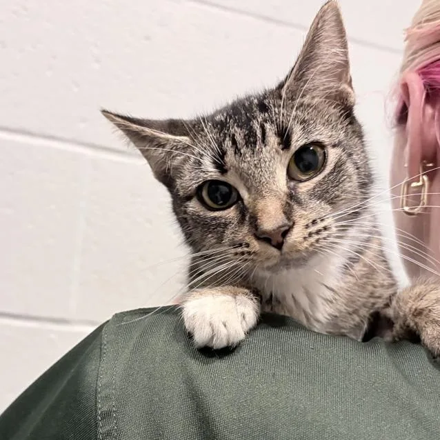 An adult medium-sized female Tabby (Brown / Chocolate) Domestic Short Hair cat named Sapphire for adoption in Columbus, IN
