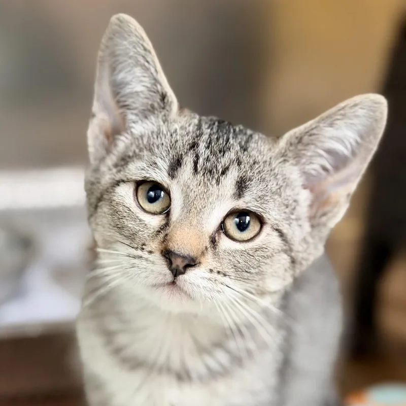 A baby medium-sized female Tabby (Brown / Chocolate) Domestic Short Hair cat named Bluebell for adoption in Jackson, NJ