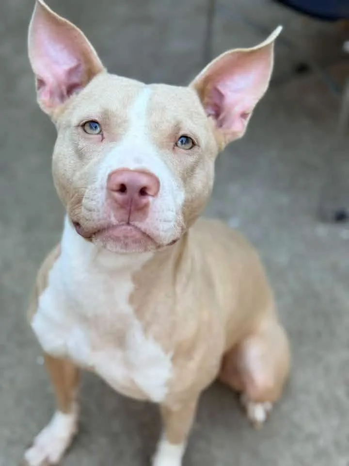 An adult medium-sized female Yellow / Tan / Blond / Fawn Pit Bull Terrier dog named Inaya for adoption in Chicago, IL