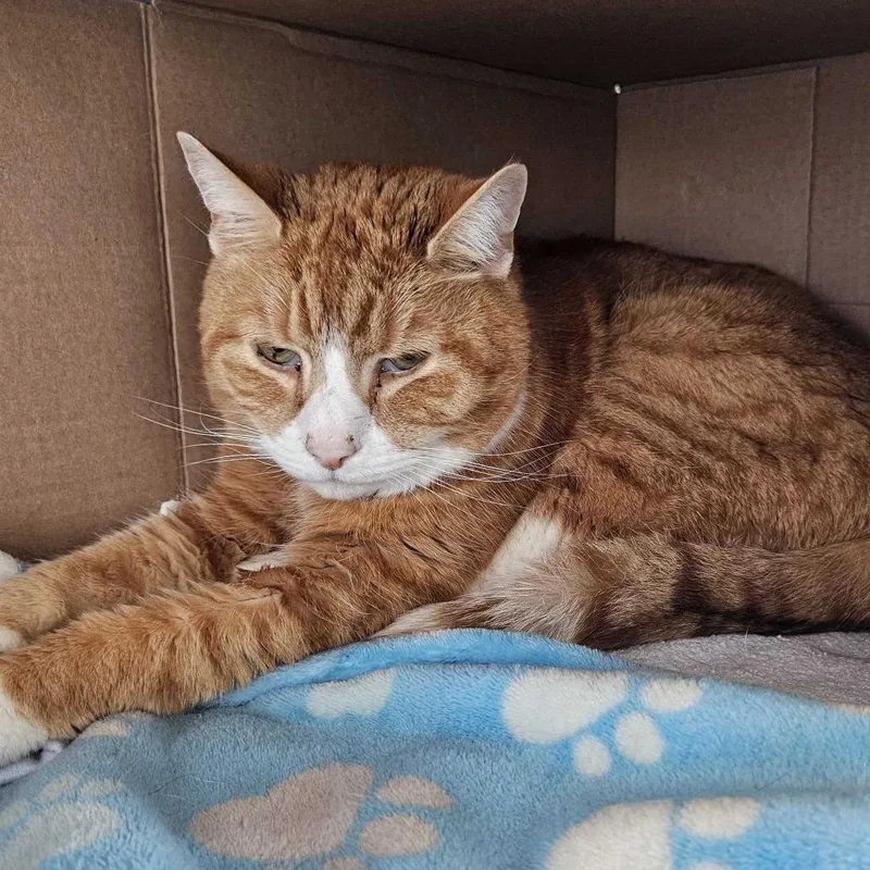 A senior medium-sized male Orange / Red Domestic Short Hair cat named Piano for adoption in Dover, NH