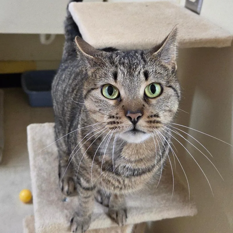 Honey Bun thumbnail 3