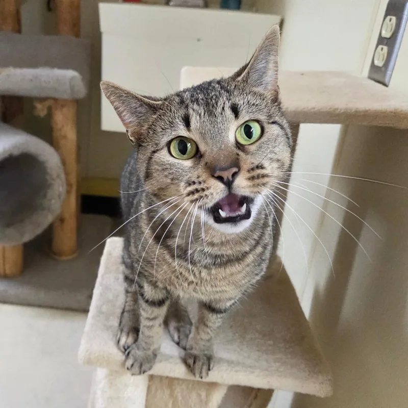 Honey Bun thumbnail 4