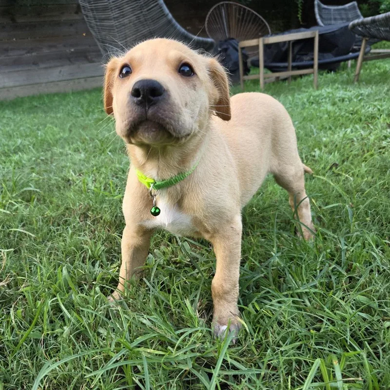 A baby medium-sized female Golden Retriever dog named Schmidt for adoption in Chattanooga, TN