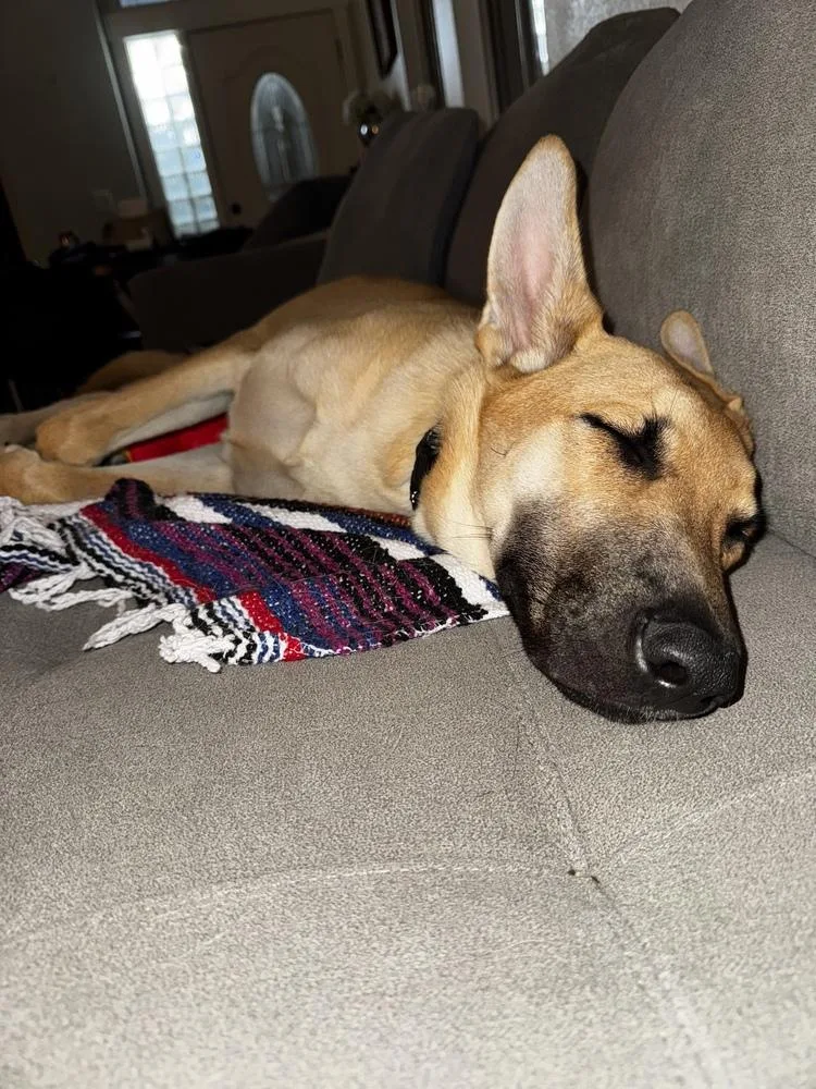 A baby large-sized male German Shepherd Dog dog named Huck for adoption in Pleasant Hill, CA
