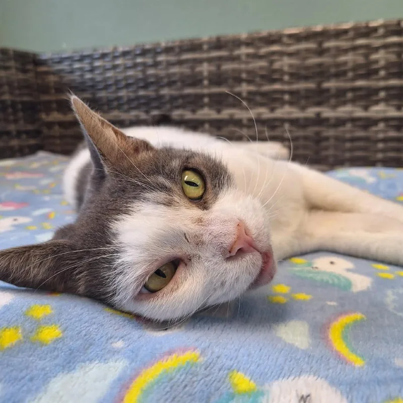 An adult large-sized female Domestic Short Hair cat named Agatha for adoption in Attica, NY