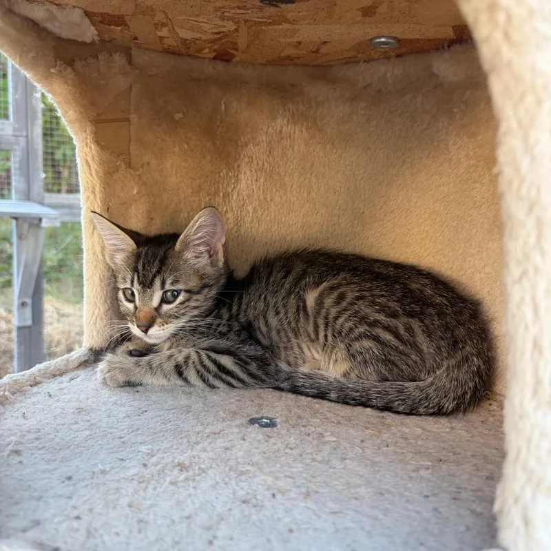 A baby small-sized female Brown / Chocolate Domestic Short Hair cat named Marcia for adoption in Pleasanton, CA