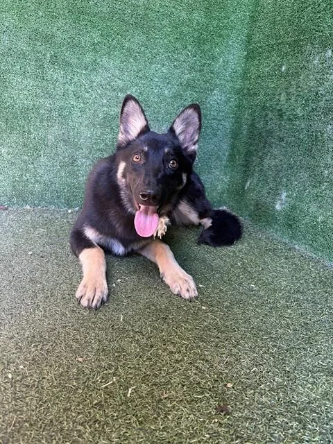 Darla