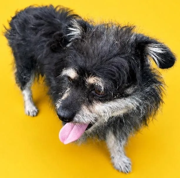 A young small-sized female Terrier dog named Kassy for adoption in Wauchula, FL