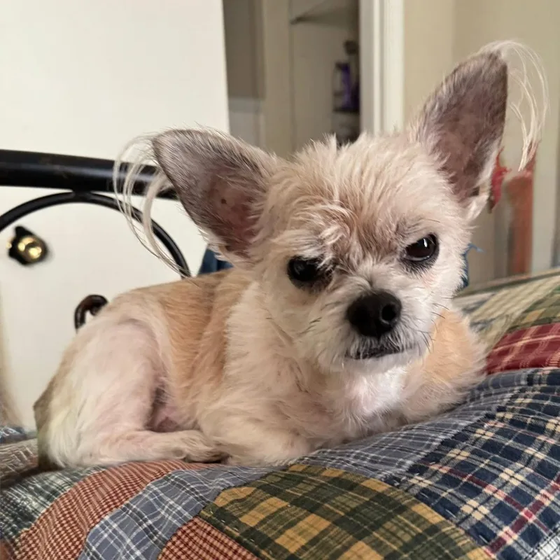 An adult small-sized male White / Cream Terrier dog named Teddy for adoption in Springfield, MO