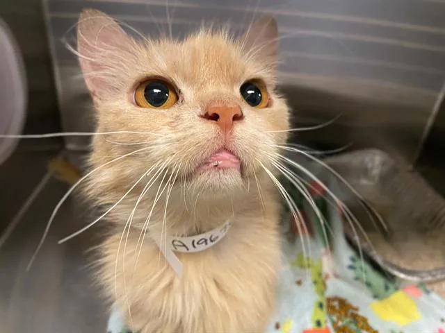 An adult medium-sized male Domestic Medium Hair cat named Timo for adoption in Tustin, CA