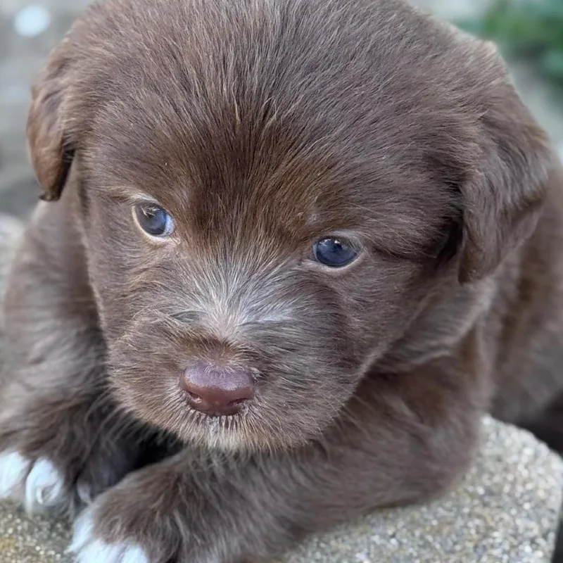 A baby small-sized male Brown / Chocolate West Highland White Terrier / Westie dog named Sir Licks A Lot for adoption in San Diego, CA
