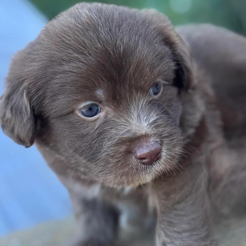 Sir Licks A Lot thumbnail 2