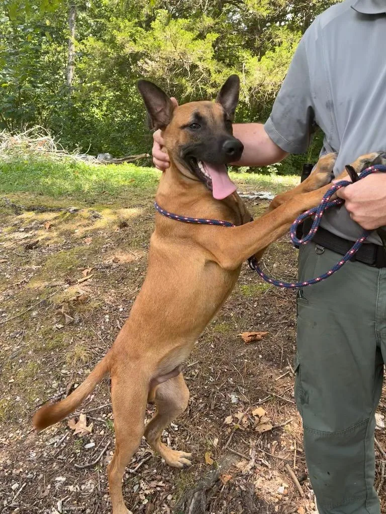 Piney  Stray Hold