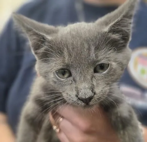 A baby small-sized female Domestic Short Hair cat named Jake From State Farm for adoption in Los Angeles, CA