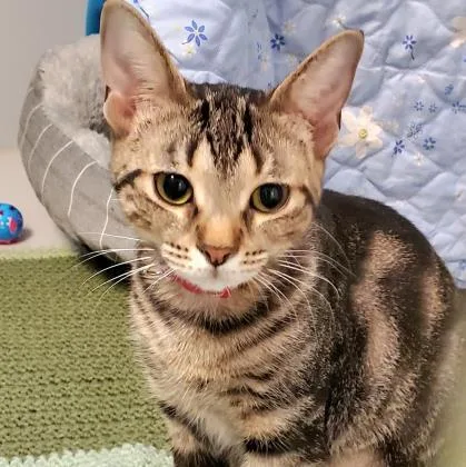 An adult medium-sized female Tabby (Brown / Chocolate) Domestic Short Hair cat named Trixie for adoption in Lansing, MI