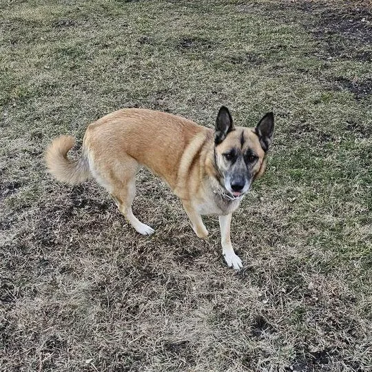 A young medium-sized female German Shepherd Dog dog named Stella for adoption in Roselle, IL