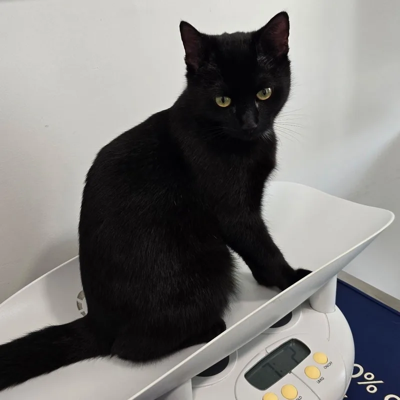 A young medium-sized female Domestic Short Hair cat named Gigi for adoption in Clifton, NJ