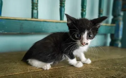 A baby small-sized male Domestic Short Hair cat named Sardine for adoption in San Antonio, TX