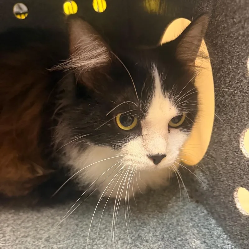 An adult large-sized female Black Domestic Medium Hair cat named Nan for adoption in Birmingham, AL